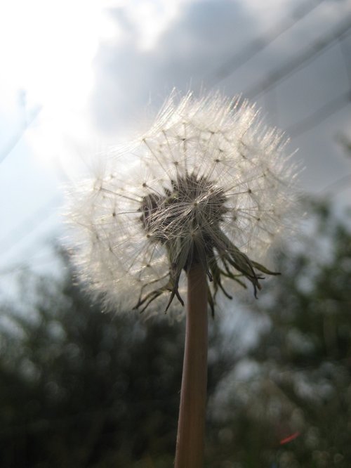 Dandelion
