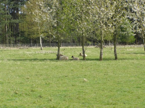 Spring lambs
