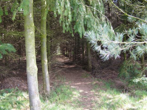 Maulden Woods