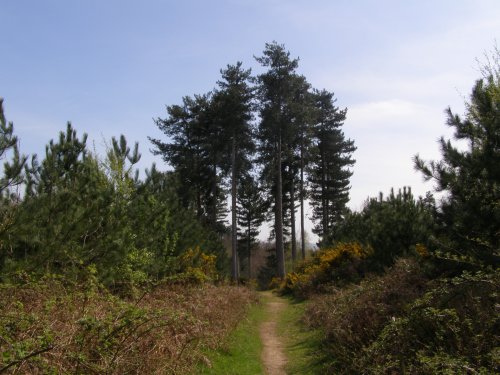 Maulden Woods
