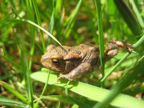 Tiny little toad hiding in the grass in Maulden Woods