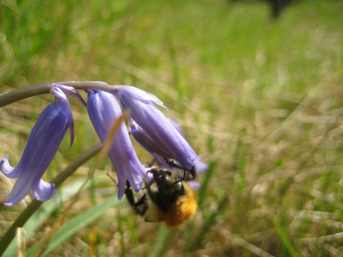 Bee on bluebell