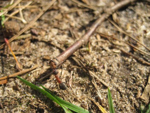 Ant