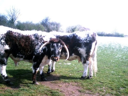 English Longhorn Cattle