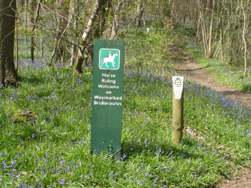 Maulden Woods