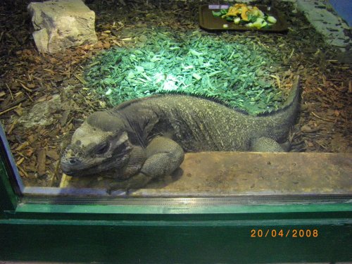 The Jungle Zoo, Cleethorpes, Lincolnshire