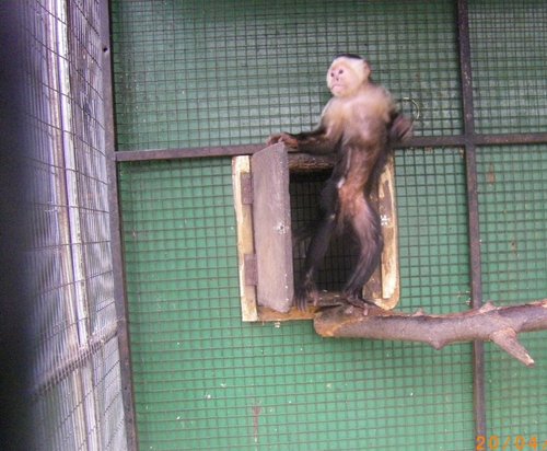 The Jungle Zoo, Cleethorpes, Lincolnshire