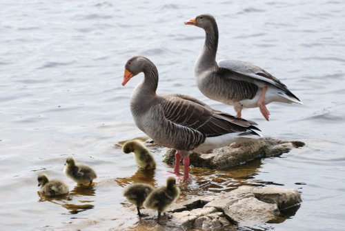 Greylag family at Groby Pool