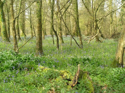 Bluebell wood at Lanhydrock