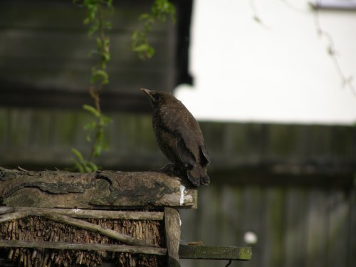 Young blackbird