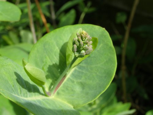Honeysuckle buds about to flower