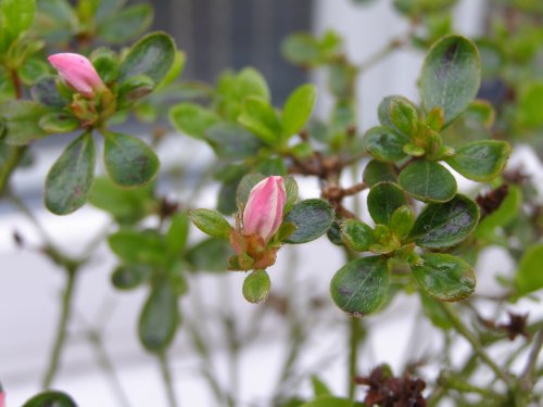 Azaelia in bud