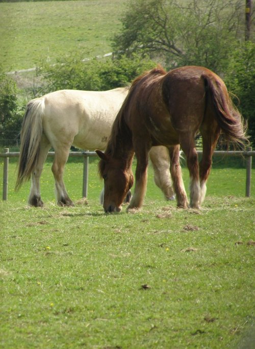 Horses in Maulden Woods