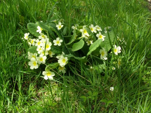 Wild primroses in Maulden Woods