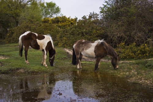 New Forest ponies, New Forest, Hamshire
