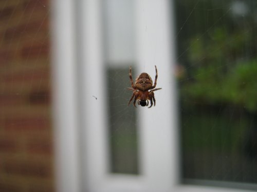 Insy winsy spider