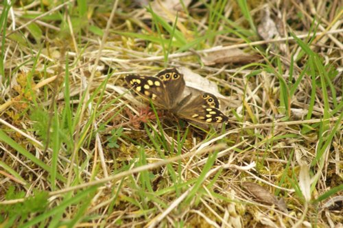 Speckled Wood butterfly, near Mursley, Bucks