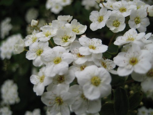 Springtime