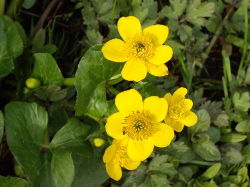 Marsh Marigolds, Winston, County Durham