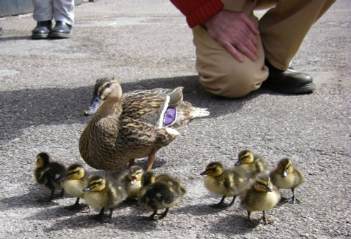 Ducklings, Chatsworth Farmyard & Adventure Playground
