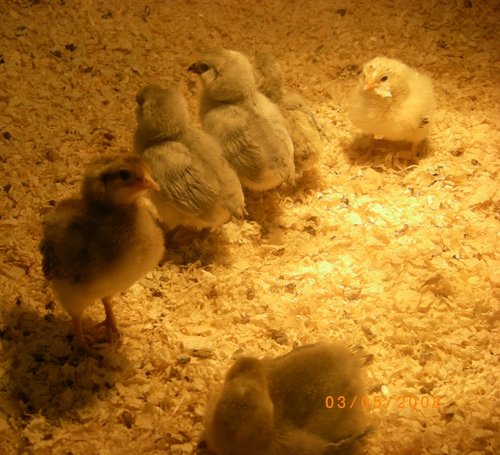 Chicks