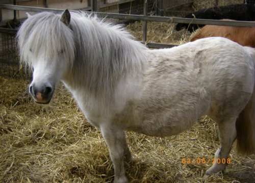 Shetland Ponies