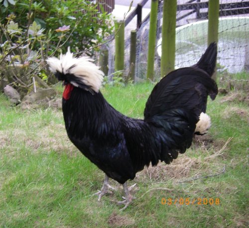 Hen