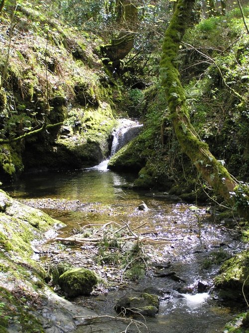 A stream tumbles down to join the river in Lydford Gorge, Devon