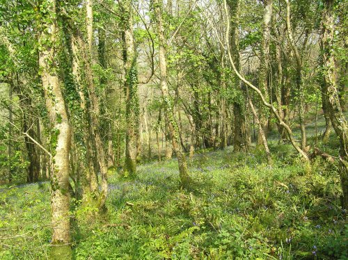 Bluebell wood at Mount Edgcumbe country park