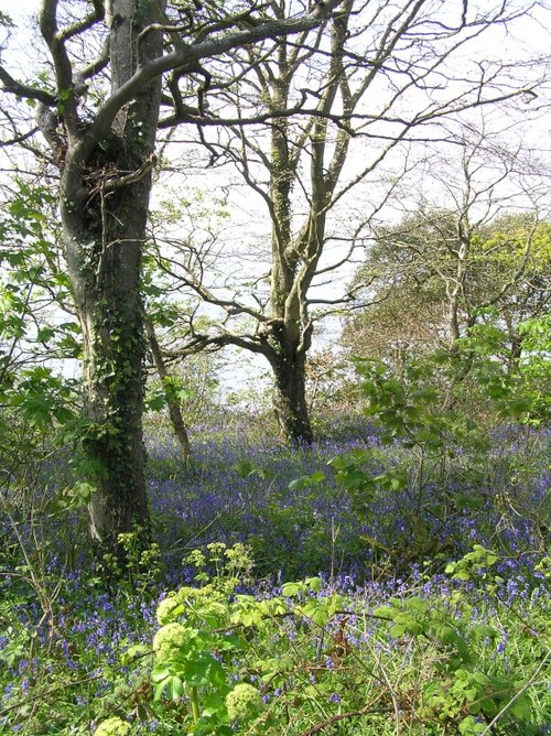 Bluebells growing in woodland overlooking Plymouth Sound, Mount Edgcumbe country park