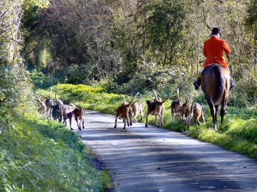 Horse and hounds