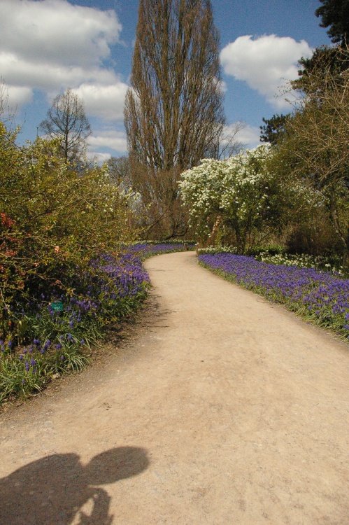 at Wisley garden, Surrey