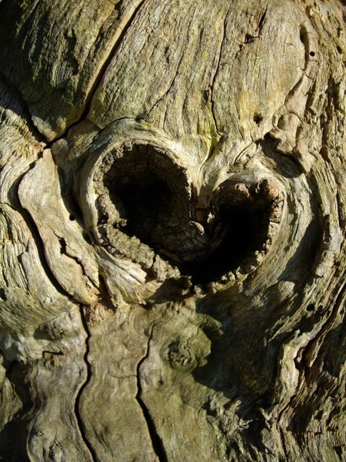 Heart in the tree