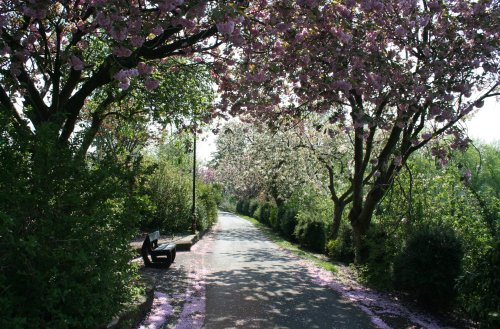Castle Gardens full of blossom