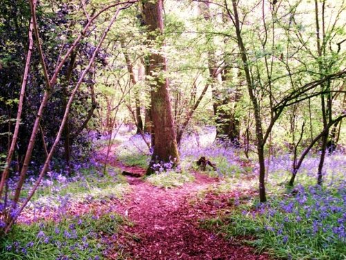 Bluebells