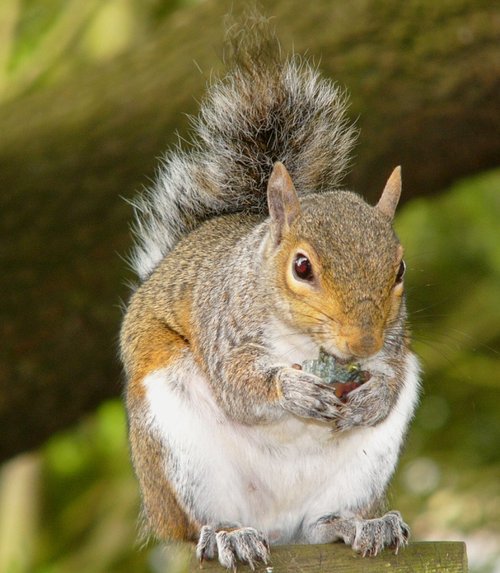 Exmouth squirrel