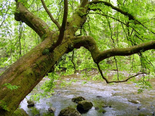 Allen Banks, Northumberland