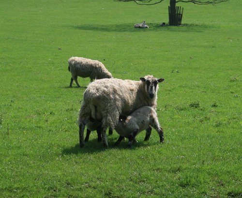 Feeding Time at Wallington Hall.