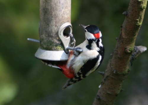 Great Spotted Woodpecker at Wallington Hall.