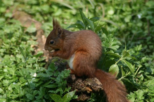 Red Squirrel seen from the nature hide at Wallington Hall, Northumberland.