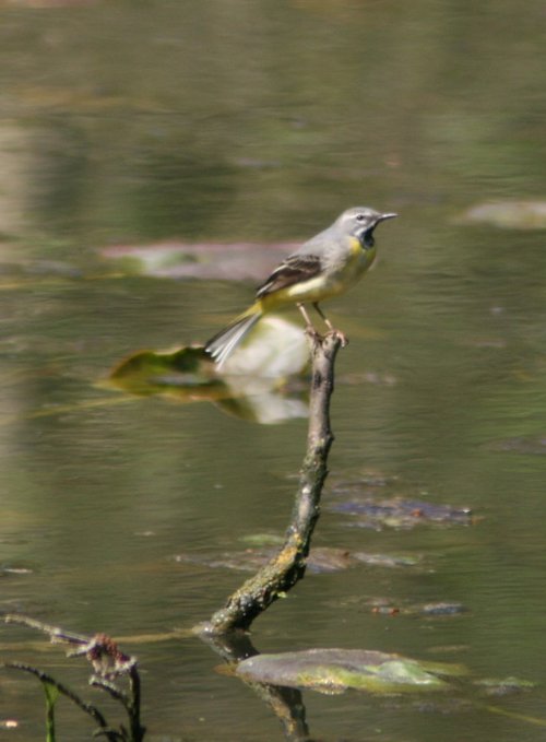 Grey Wagtail perched over the nature pond at Wallington Hall.