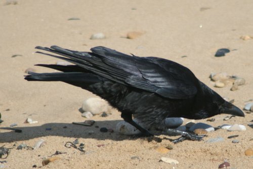 Carrion Crow on the beach