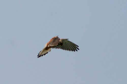 Kestrel hunting