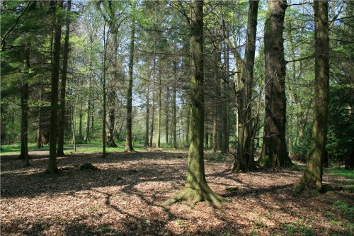 Forest Walk, Wallington Hall, Northumberland