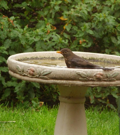 Bird Bath