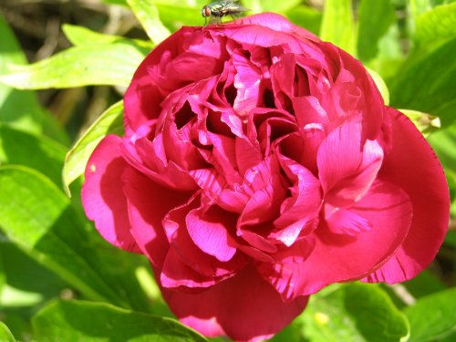 The Peony (with fly lol)