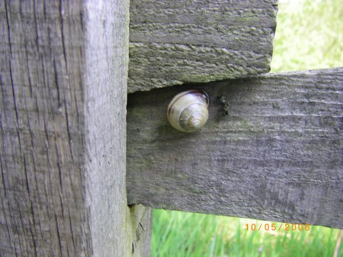 Snail