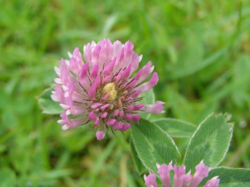 English Clover