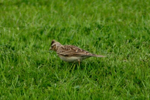 A Lark in the Grass