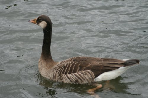 Unidentified Goose on Herrington Ponds